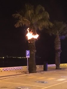 Incendio en una palmera del Paseo Marítimo la madrugada de Año Nuevo. / Foto: PRH